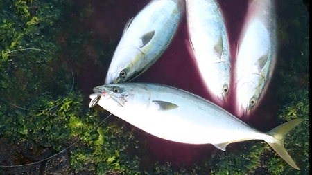 ２日で７本！！青物爆釣ｗロケットスタートｗ…